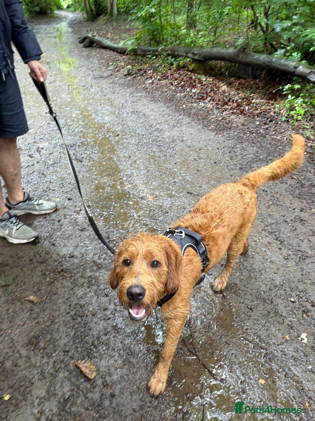 Labradoodle dogs for sale: 10 month old labradoodle for rehoming - Image 8