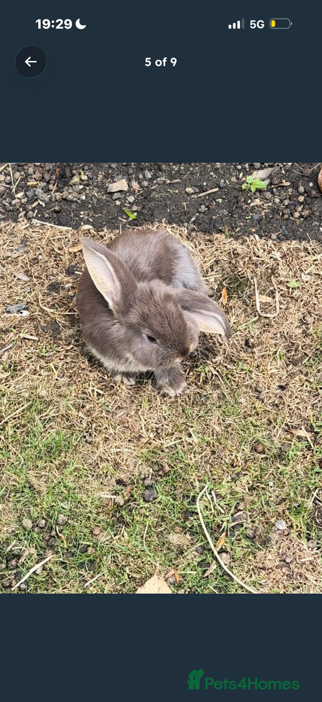 Mixed Breed rabbits for sale: Baby bunnies  in Stanmore - Advert 1
