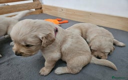 Golden Retriever dogs for sale: Golden retriever puppies - Image 27