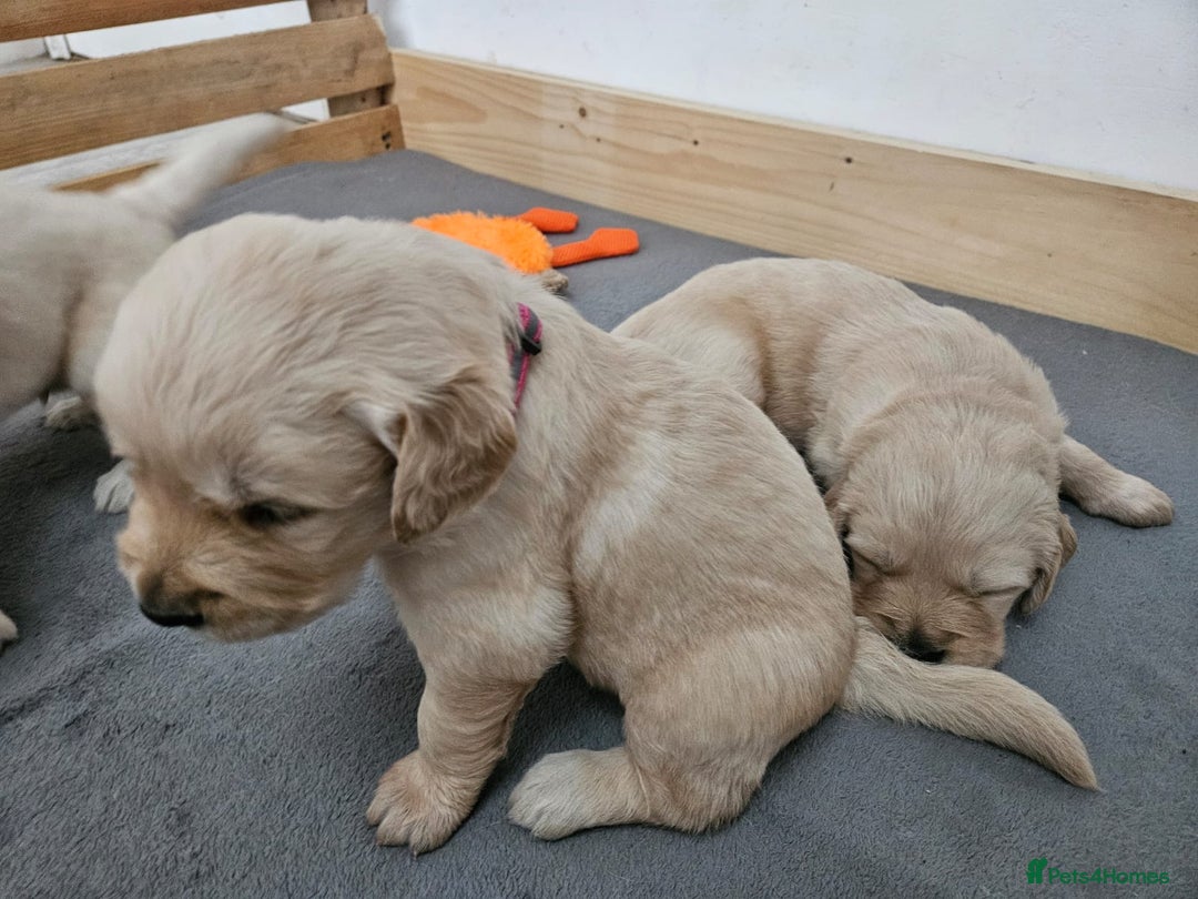 Golden Retriever dogs for sale: Golden retriever puppies - Image 27