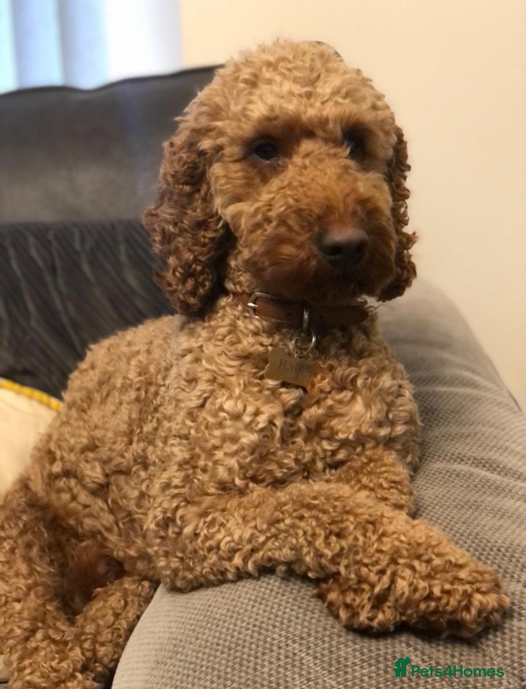 Cockapoo dogs for sale: Beautiful cockapoo puppies  - Advert 15