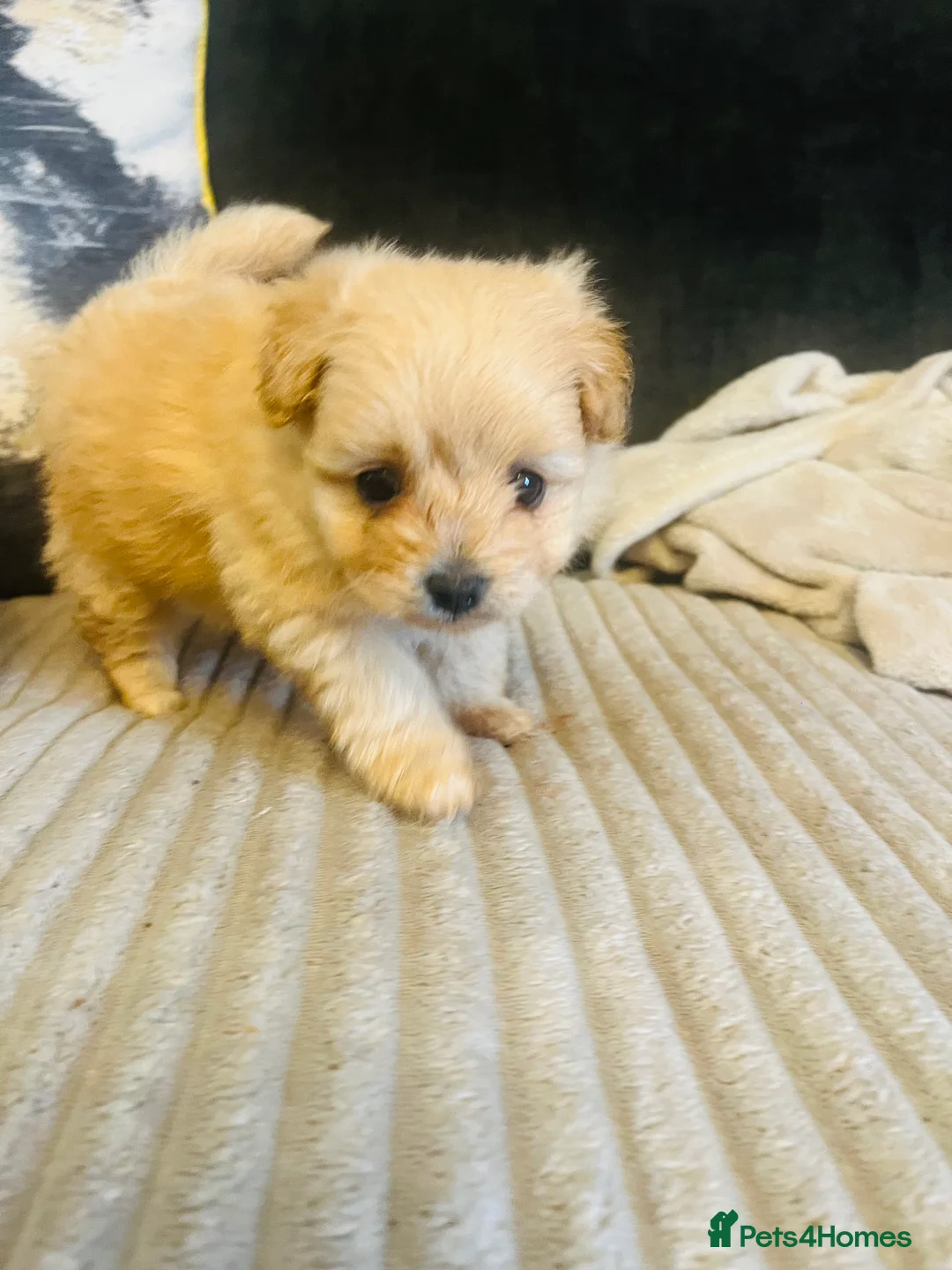 Pomapoo dogs for sale: Stunning pomapoo puppys  - Advert 15