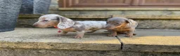 Miniature Dachshund dogs for sale: Miniature dachshund boys and girls  - Advert 6