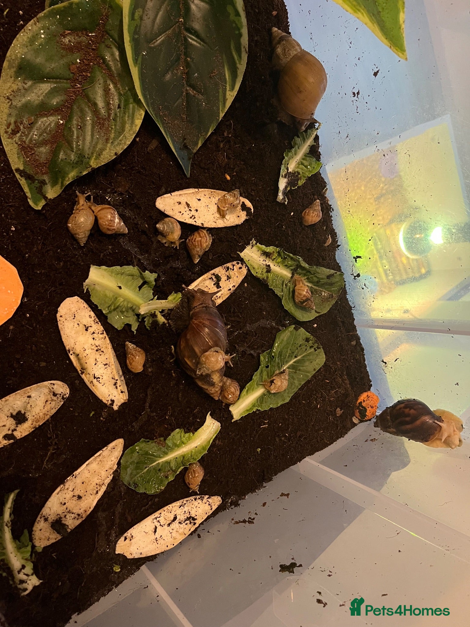 Snails invertebrates 12 healthy baby giant African land snail baby’s  - Advert 2