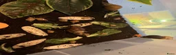 Snails invertebrates for sale: 12 healthy baby giant African land snail baby’s  - Advert 1