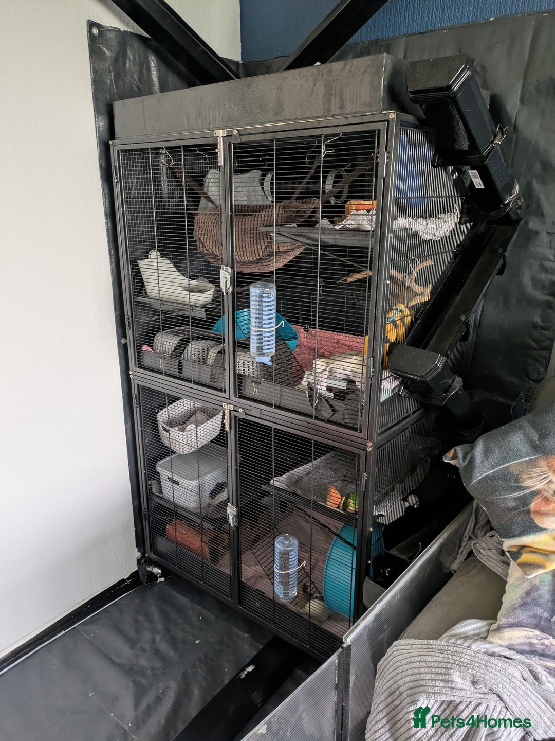 Rat rodents for sale: Rehoming 4 beautiful girls varied ages - Image 10
