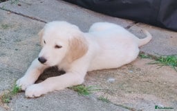 Golden Retriever dogs for sale: Golden retriever  - Image 5