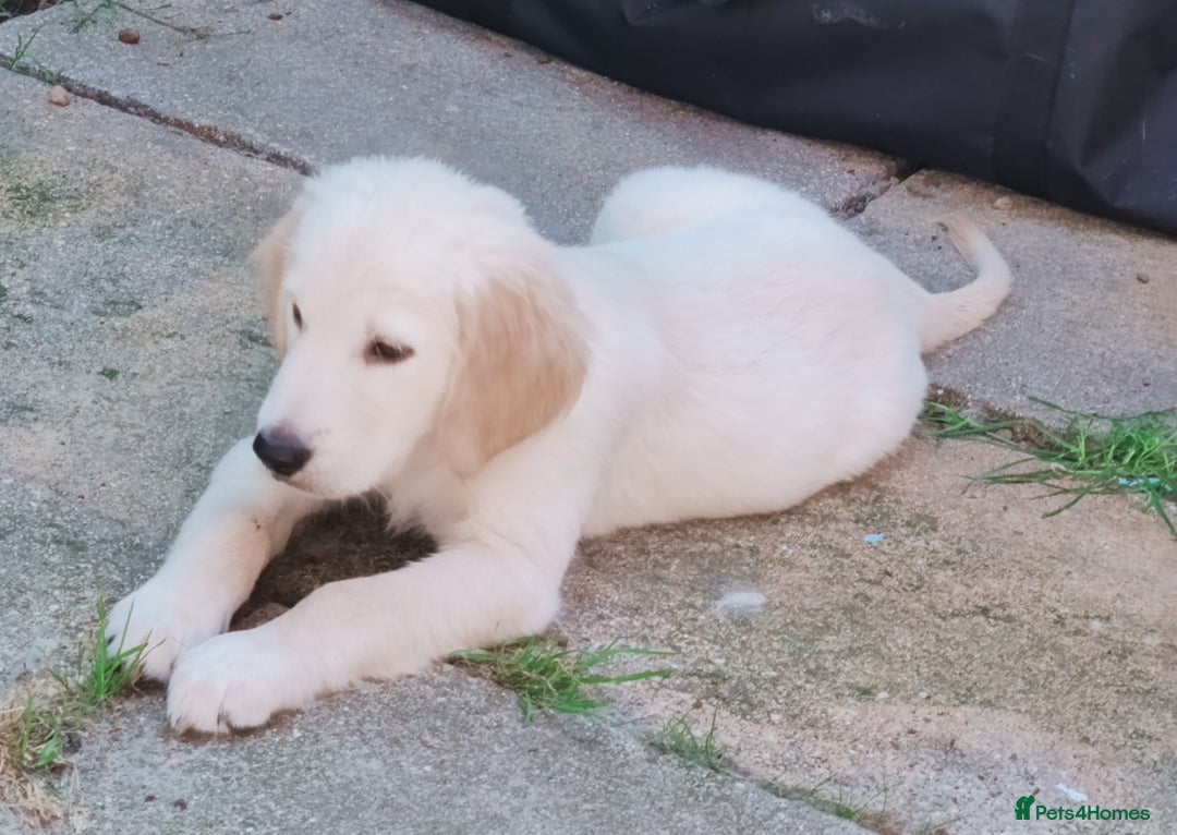 Golden Retriever dogs for sale: Golden retriever  - Image 5