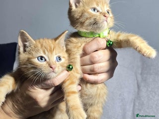 Siberian cats Adorable kittens Siberian - Advert 12