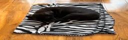 Staffordshire Bull Terrier dogs for sale: Beautiful black girl staffy for sale - Advert 5