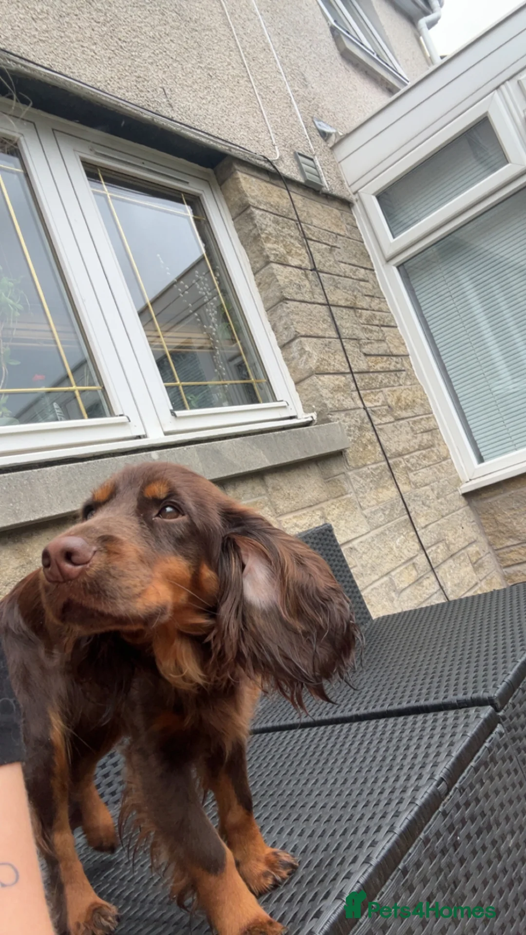 Cocker Spaniel dogs for sale: Chocolate working cocker spaniel  - Advert 2
