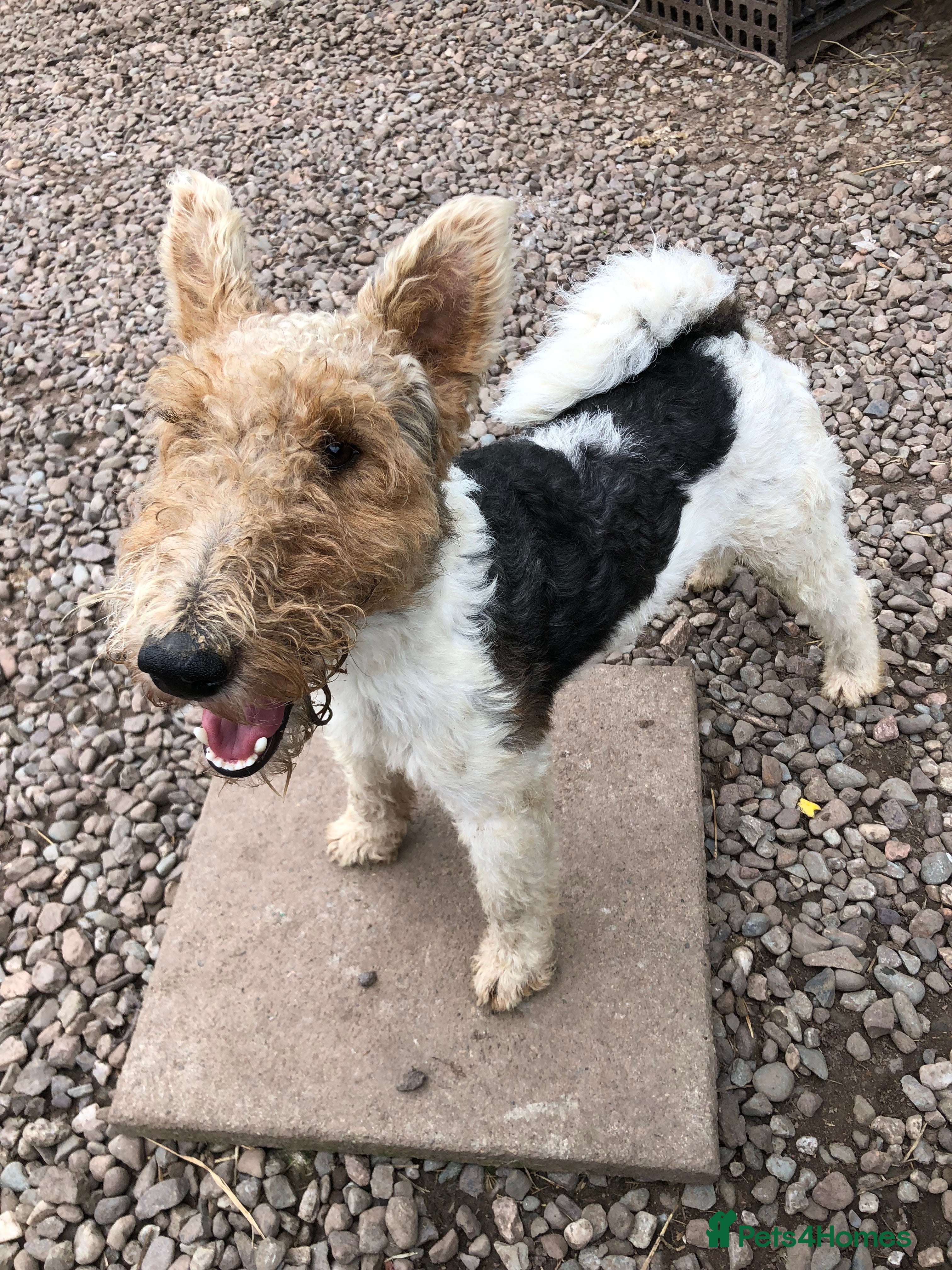 Fox Terrier dogs Wire Haired Fox Terrier for stud.  in Dunblane - Advert 1