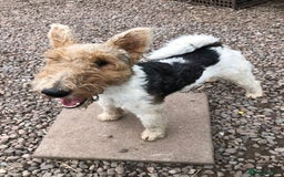 Fox Terrier dogs for stud: Wire Haired Fox Terrier for stud.  in Dunblane - Image 1