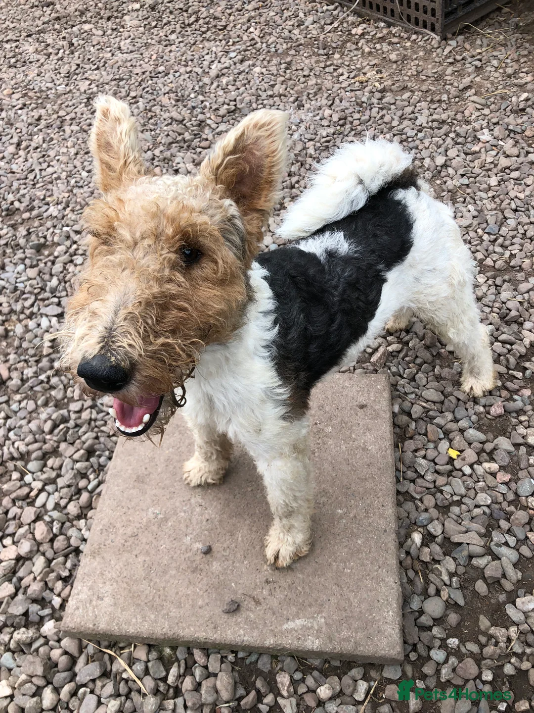 Fox Terrier dogs for stud: Wire Haired Fox Terrier for stud.  in Dunblane - Advert 1