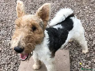Fox Terrier dogs Wire Haired Fox Terrier for stud. in Dunblane - Advert 1