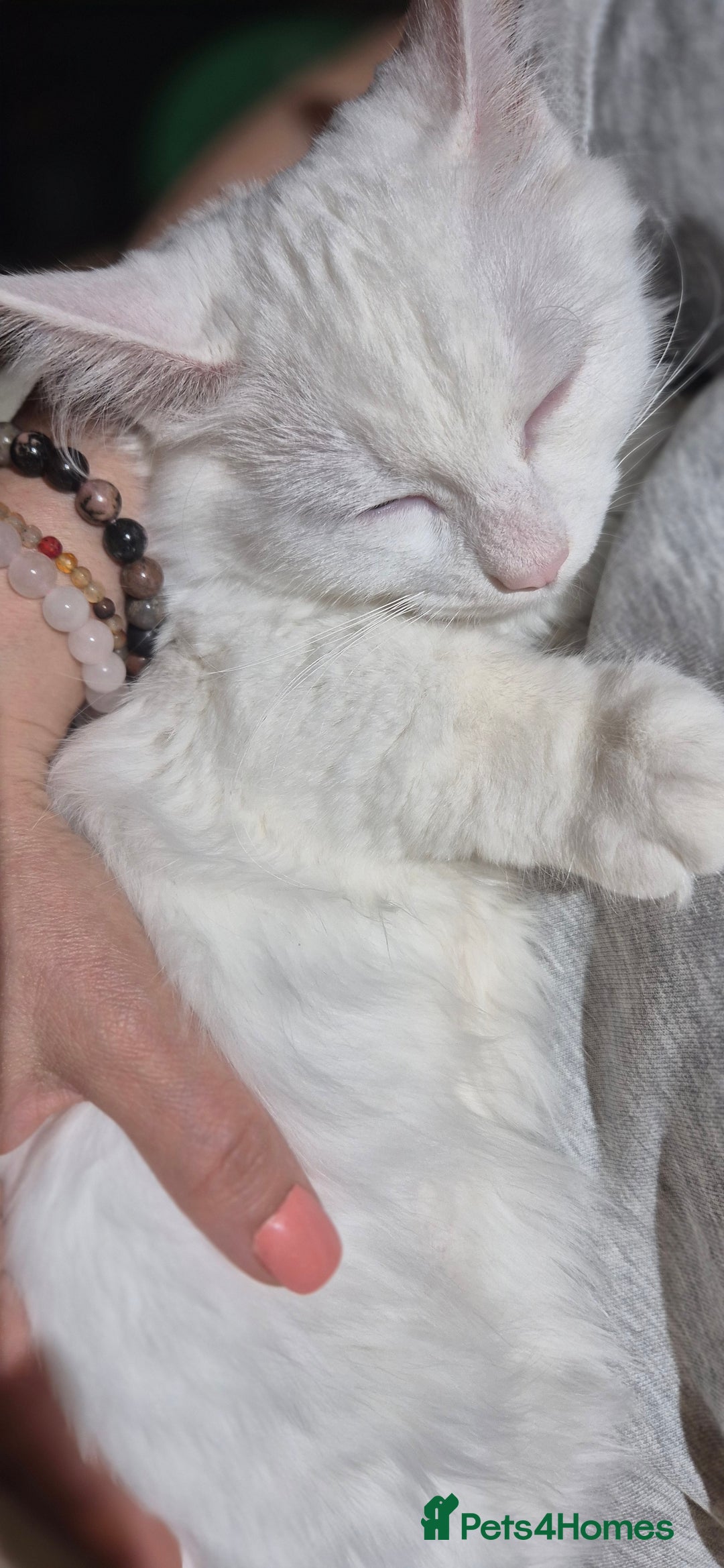 Munchkin cats for sale: Purebred TICA registered Munchkin kittens - Image 30
