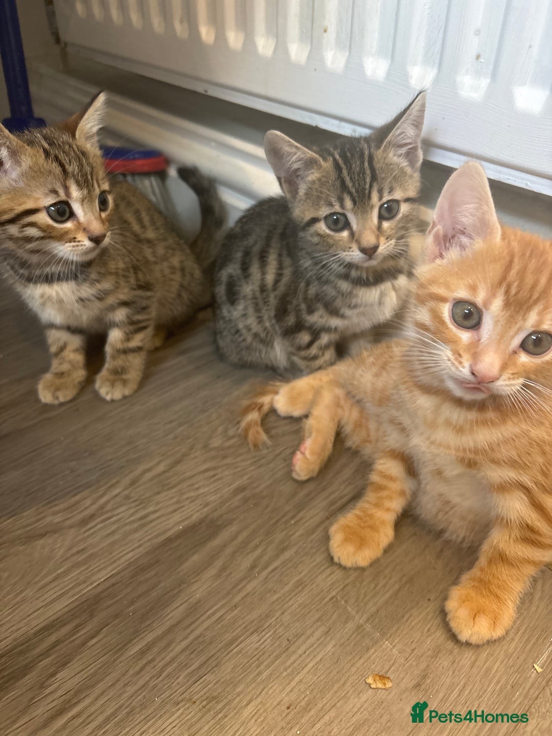 Bengal cats for sale: 9 week old kittens for sale - Advert 1