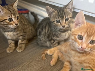 Bengal cats 9 week old kittens for sale - Advert 1