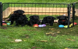Labrador Retriever dogs for sale: 1 Black Labrador bitch left ready to go now  - Image 12