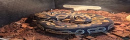 Python Snake reptiles for sale: Royal Python + FULL setup - Advert 7