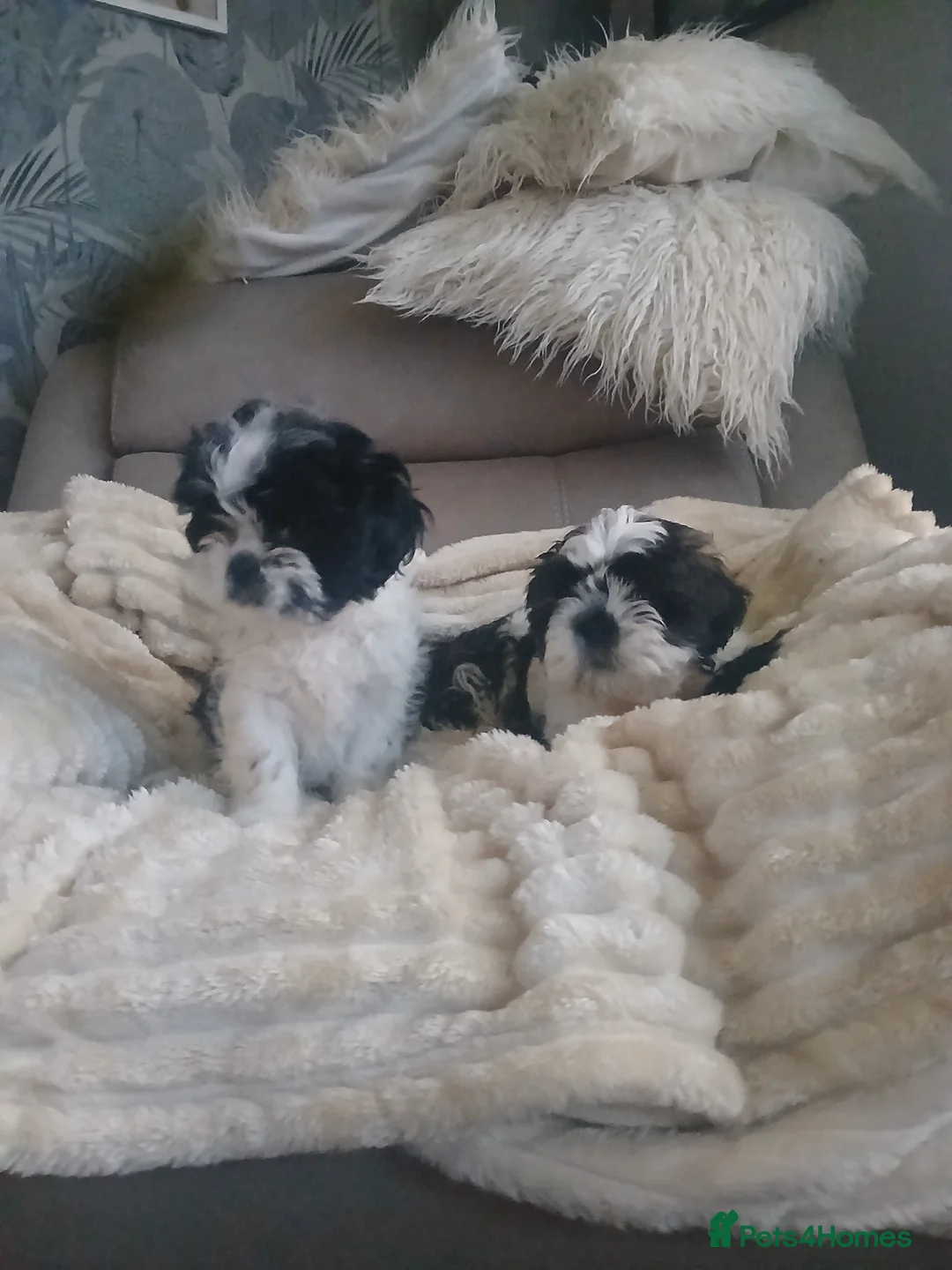 Shih Tzu dogs for sale: 2 beautuful shih  tzu boy puppys - Advert 3