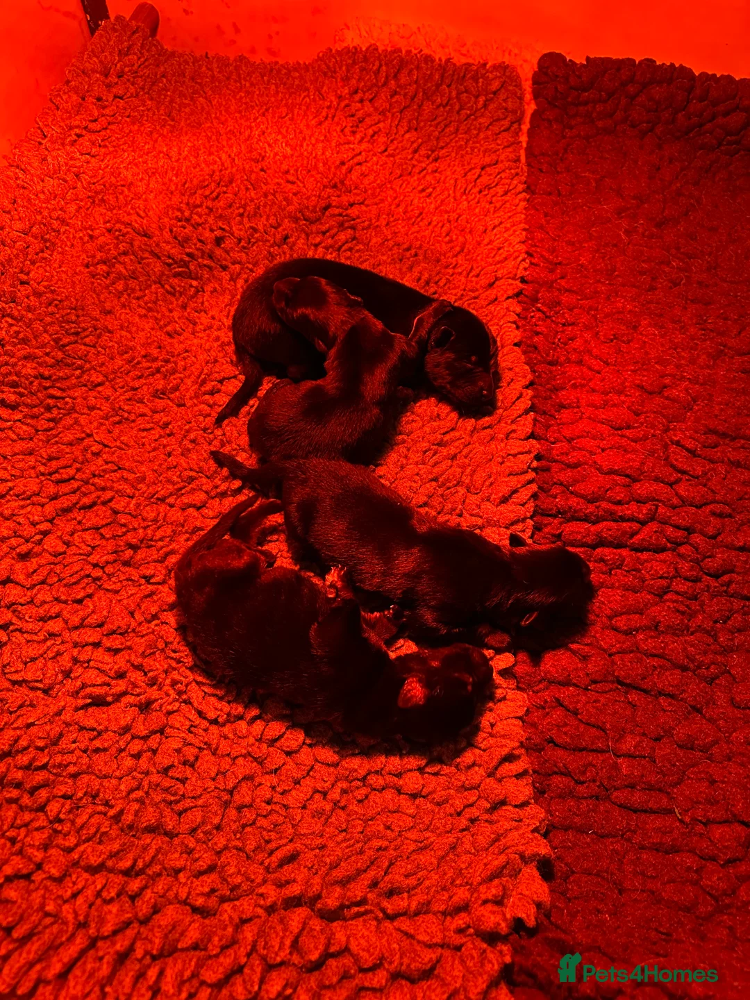 German Shepherd dogs for sale: Short haired German shepherd pups - Advert 7