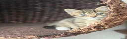 Mixed Breed cats for sale: Beautiful male kitten for sale - Advert 4