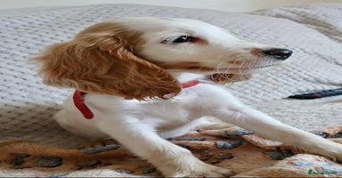 Cocker Spaniel dogs - Advert 14