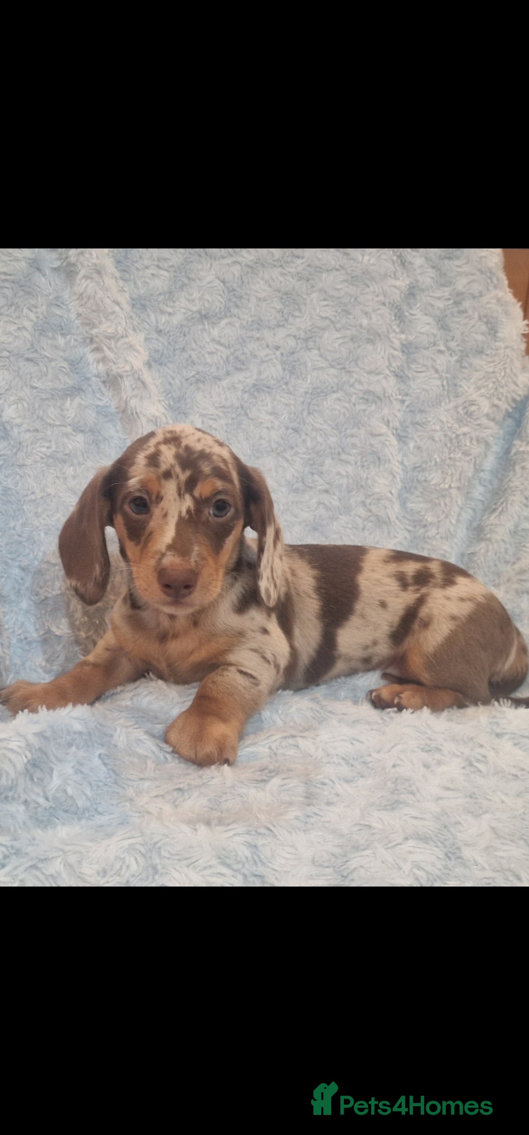 Miniature Dachshund dogs NICE PUPPPIES MINI DACHSHUND  - Advert 14