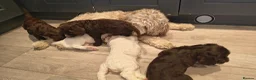 Cockapoo dogs for sale: Stunning F2b cockapoo puppies 8 weeks old - Advert 8