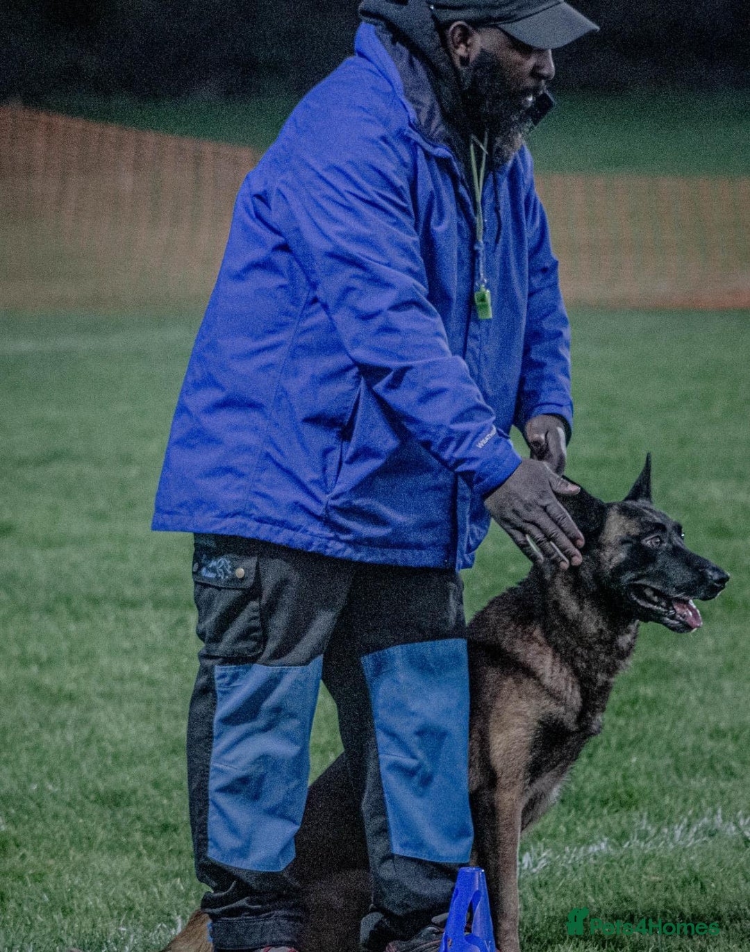 Belgian Shepherd Dog dogs for sale: Belgian Malinois is due before 5th of January - Advert 21