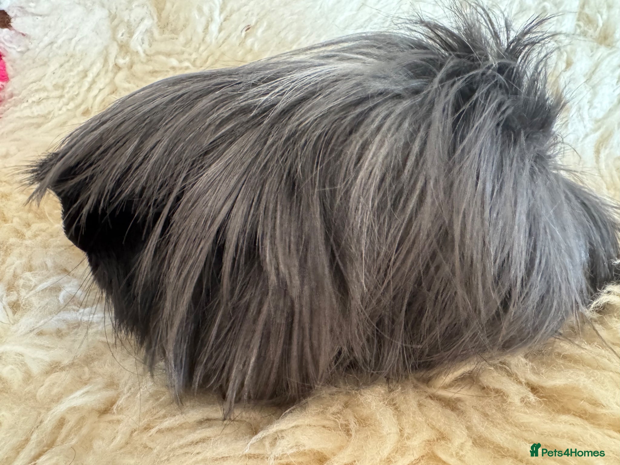 Guinea Pig rodents Peruvian guinea pig sows  - Advert 1