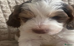 Cockapoo dogs for sale: Beautiful cockapoo puppies - Image 11