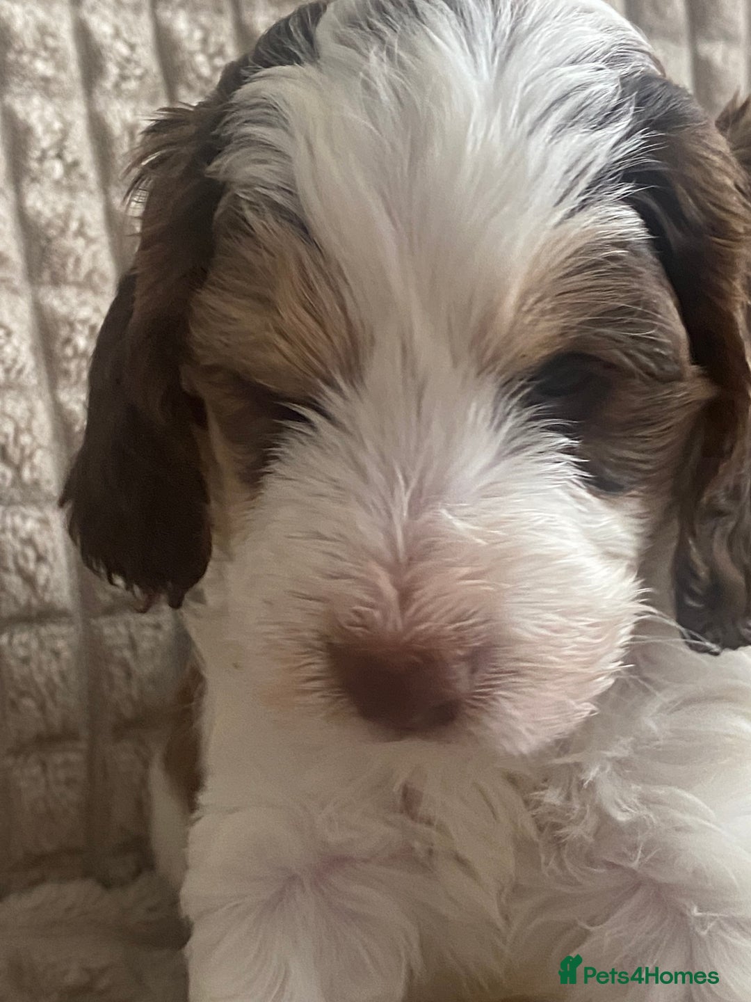 Cockapoo dogs for sale: Beautiful cockapoo puppies - Image 11
