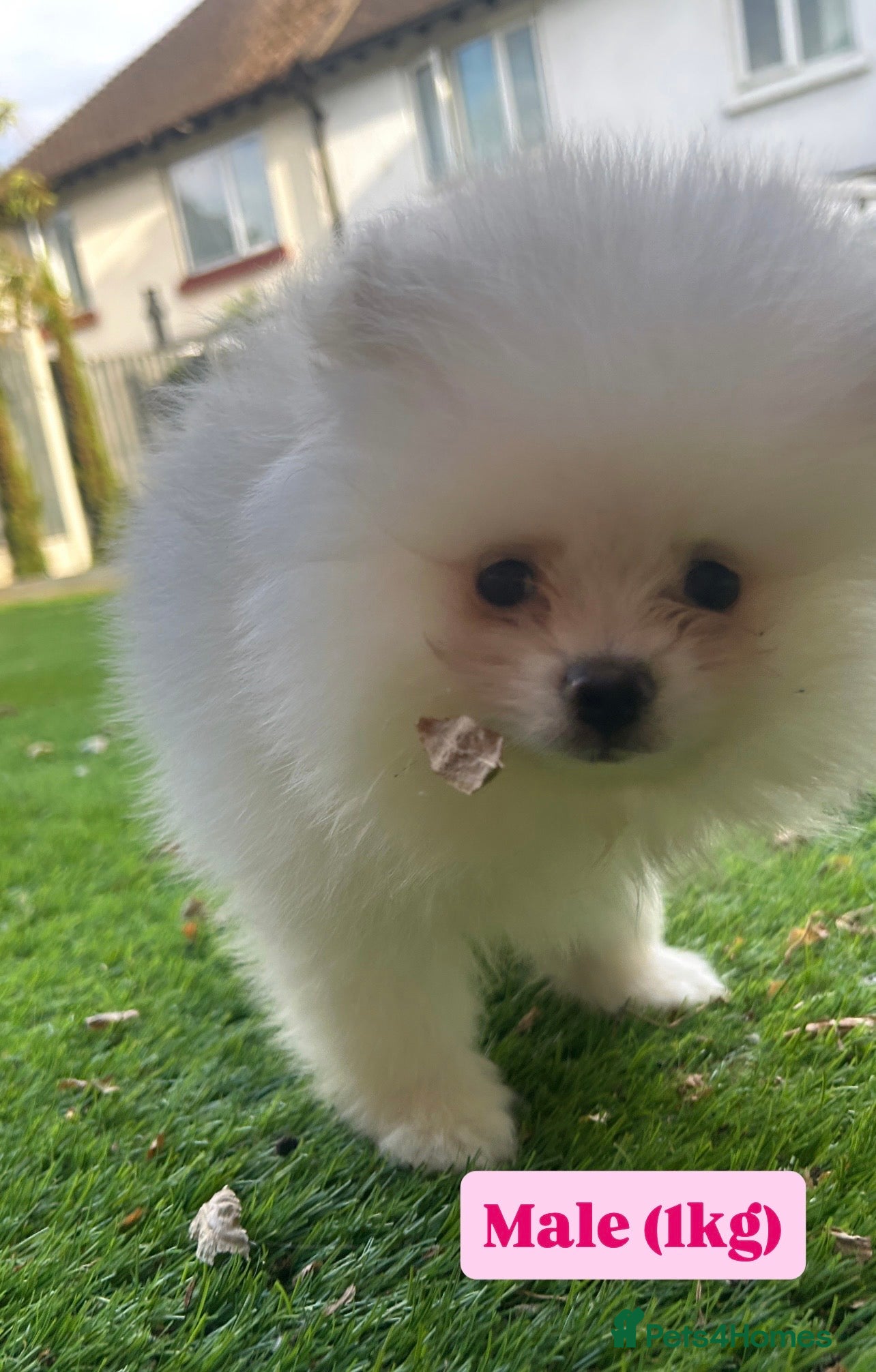 Pomeranian dogs 3 Pure white Pomeranians - 1 girl 2 boys - Advert 2