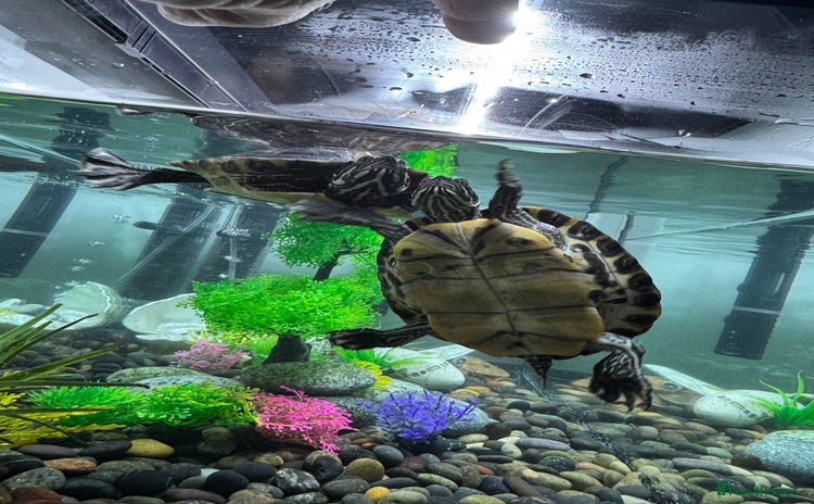 Turtle reptiles - Advert 2