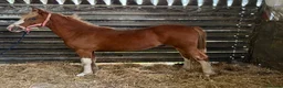 Welsh Section C horses for sale: Carless Joey - One for the future  - Advert 4