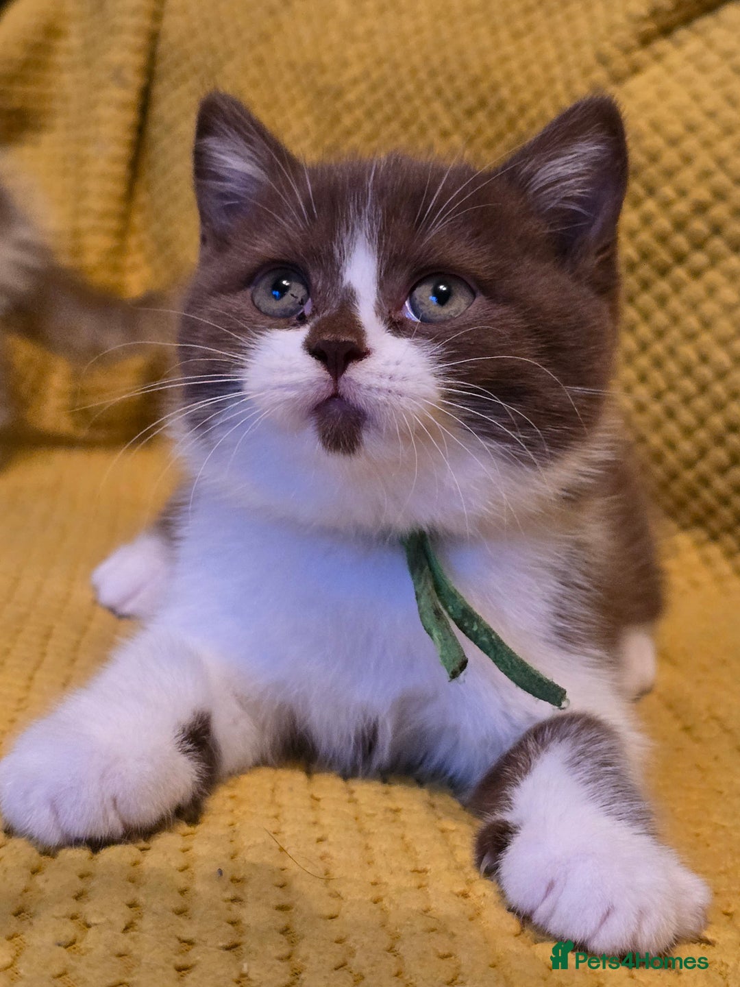 British Shorthair cats for sale: Pedigree, British Shorthair, TICA reg kittens - Image 19