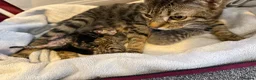 Mixed Breed cats for sale: Gorgeous kitten looking for a new loving home in Kirkcaldy - Advert 1