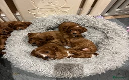Cavapoo dogs for sale: Merlesque ⭐️⭐️⭐️⭐️⭐️F1 Cavapoos 200 DNA - Image 6