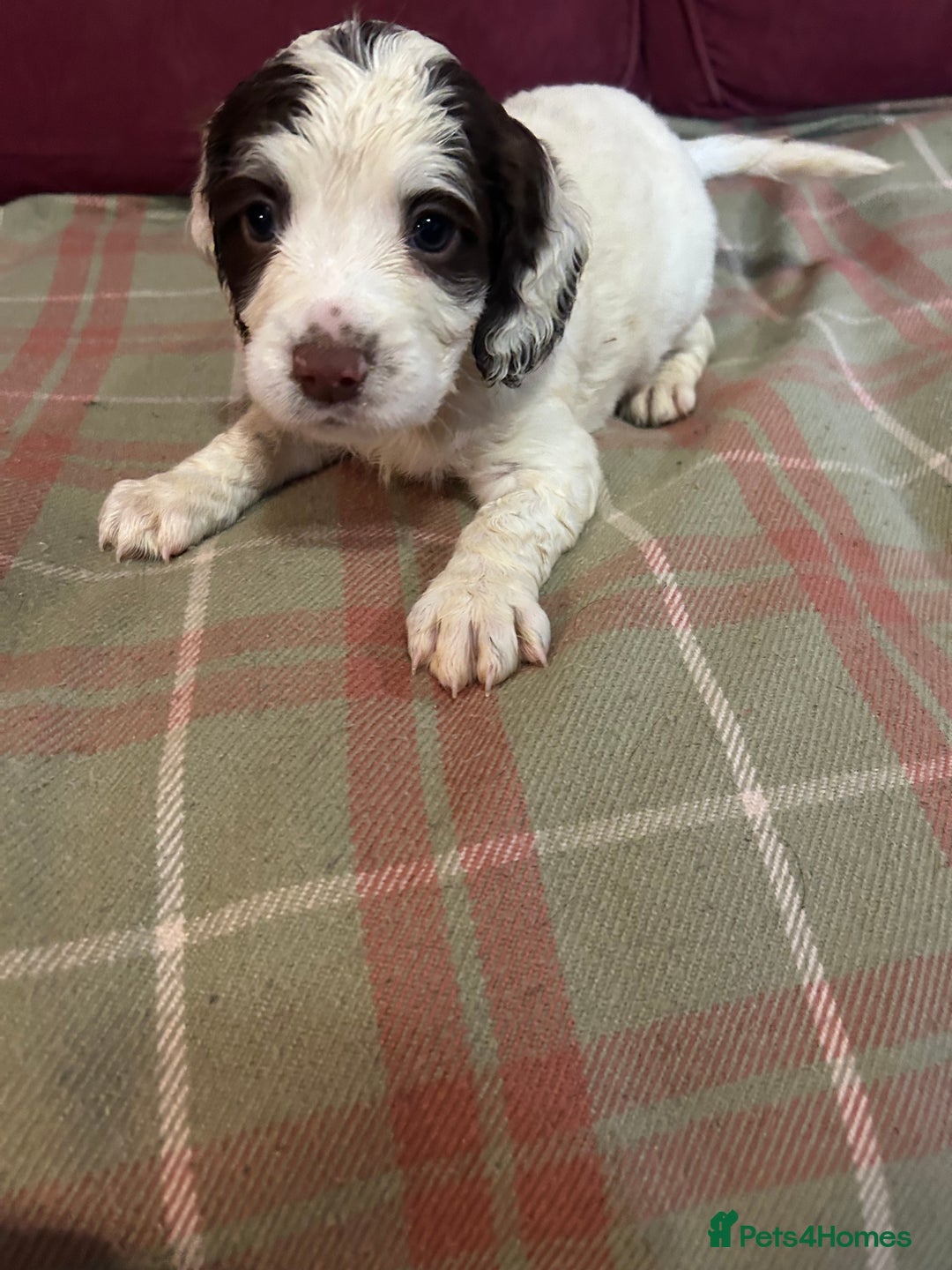 English Springer Spaniel dogs for sale: Stunning English springer spaniel  - Image 8