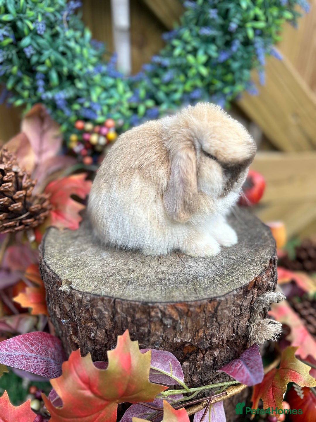 Mini Lop rabbits for sale: ⭐ PEDIGREE MINI LOP BABY BUNNIES ⭐  - Advert 25
