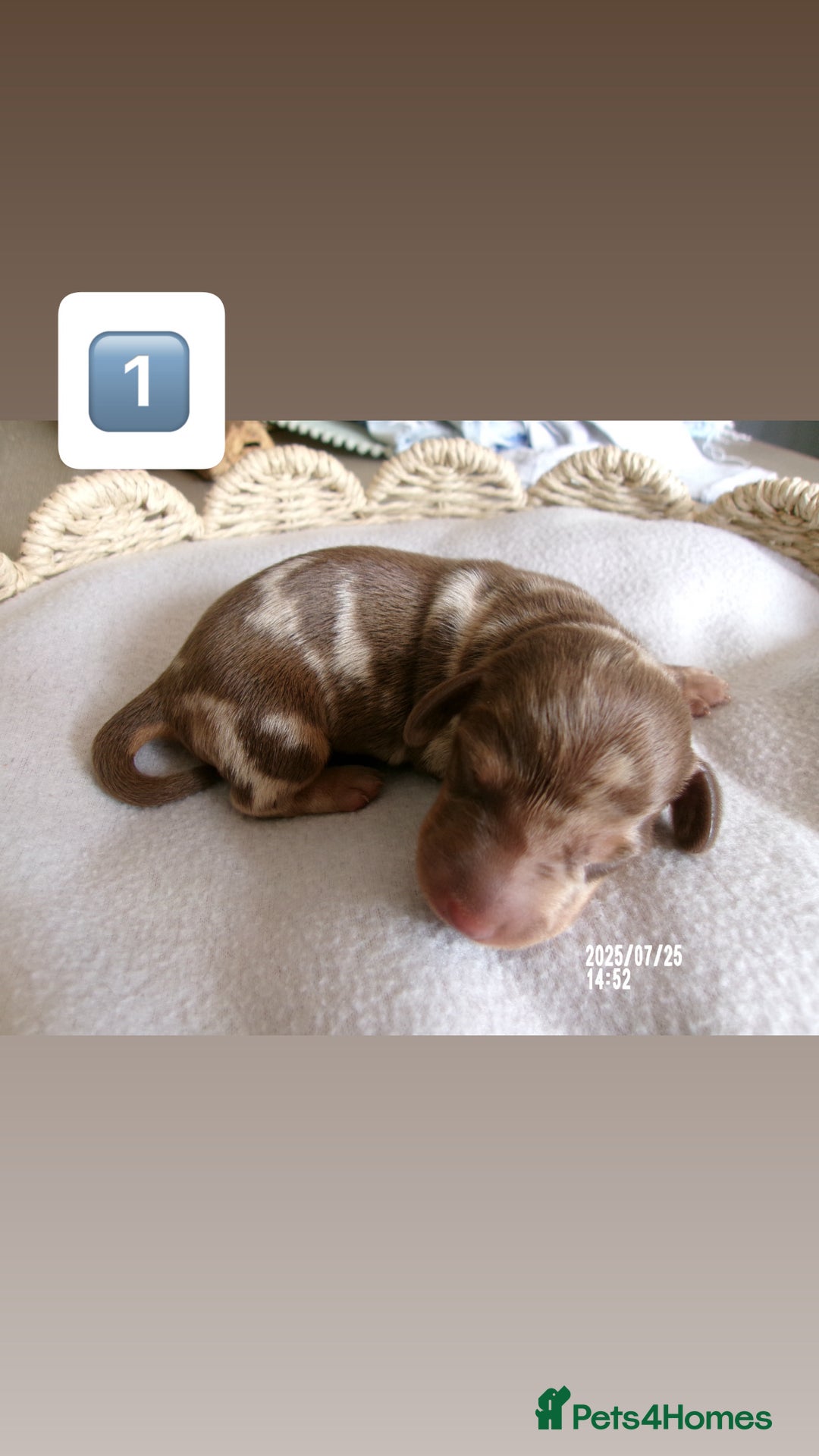 Miniature Dachshund dogs for sale: 5 miniature dachshunds for sale - Image 4