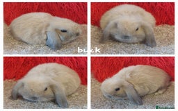 Mini Lop rabbits for sale: Minilops/mini lionlops available  - Image 12