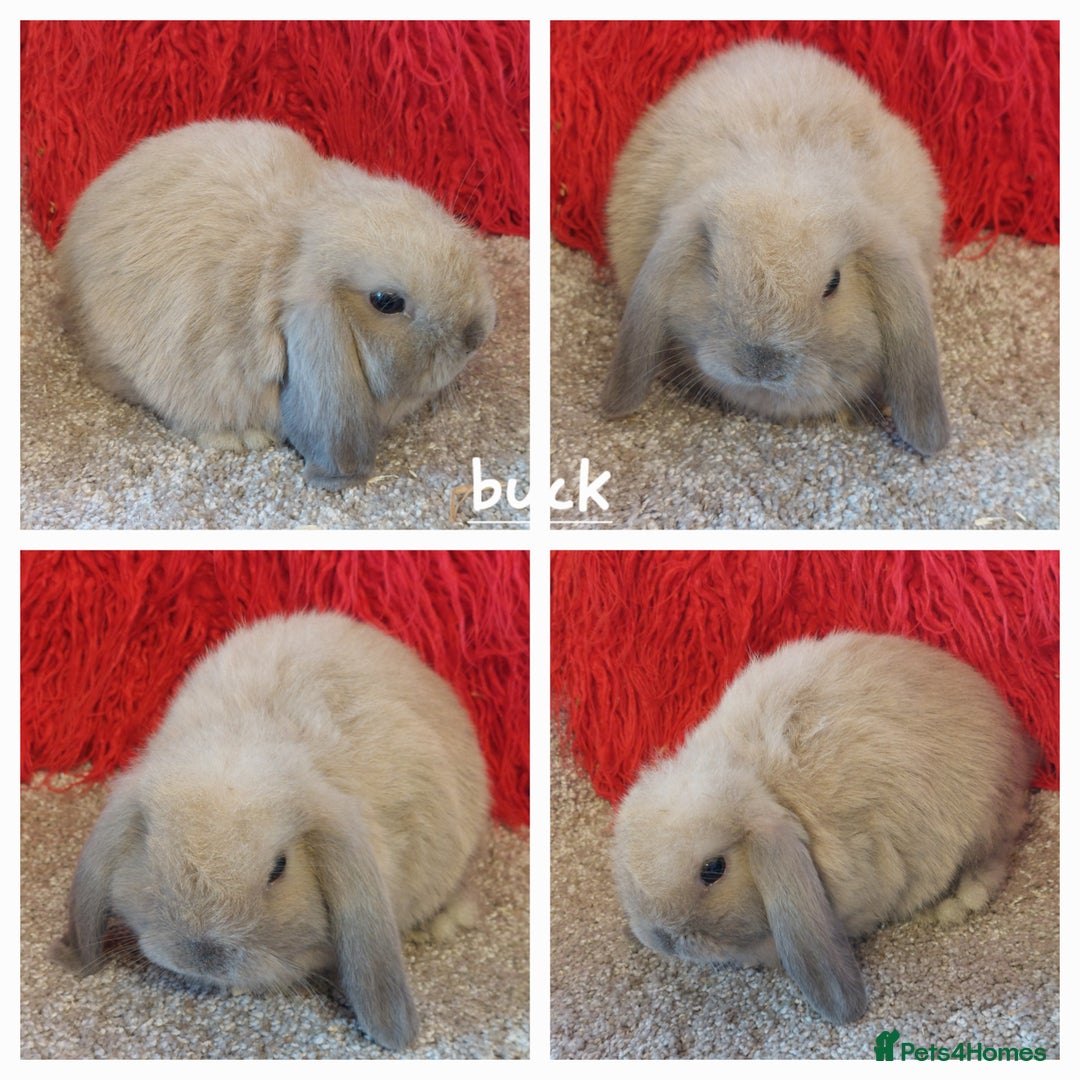 Mini Lop rabbits for sale: Minilops/mini lionlops available  - Image 12