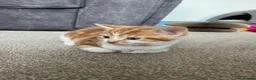 Domestic Shorthair cats for sale: Beautiful male kittens  - Advert 5