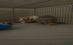 Rat rodents for sale: 2 rats for sale that need a home. - Image 4