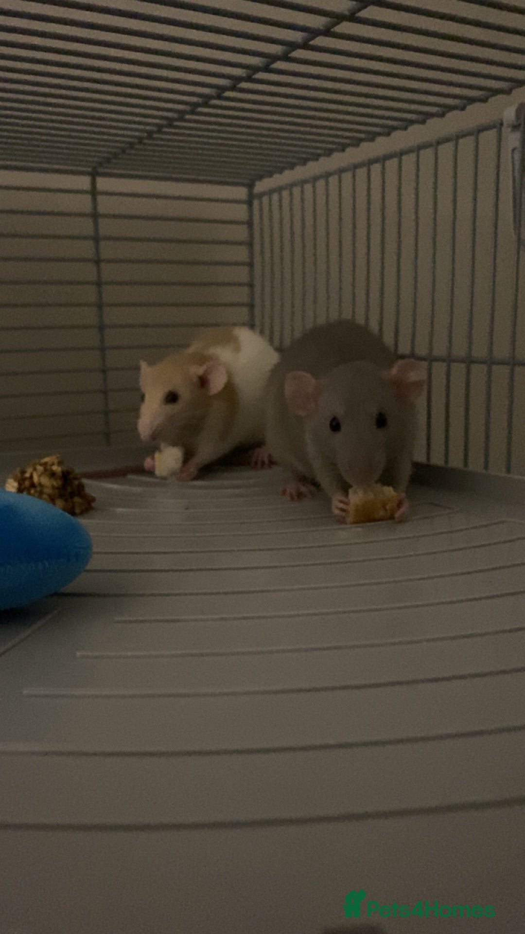 Rat rodents for sale: 2 rats for sale that need a home. - Image 4