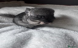 Chinchilla rodents for sale: 1 Grey Male Baby Chinchilla For Sale  - Image 2