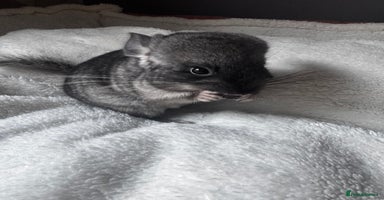 Chinchilla rodents - Advert 9